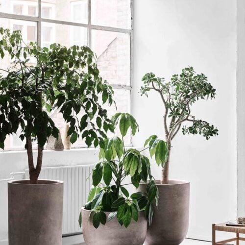 Planter SC45 - Image 2